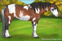 Horse Color:Black Sabino  and Brown Sabino 