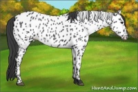 Horse Color:Black Sabino Near Leopard 