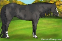 Horse Color:Black Sabino  and Black Sabino 