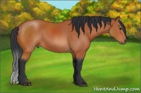 Horse Color:Bay Sabino