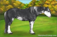 Horse Color:Black Sabino 