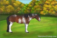 Horse Color:White Spotted Brown Sabino