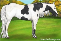 Horse Color:Black Sabino  and Silver Smoky Creme Roan Dun Frame Rabicano 