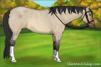 Horse Color:Bay Roan Dun 