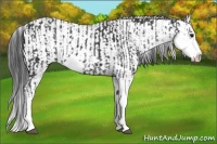 Horse Color:Black Sabino  and Black Sabino Splash 