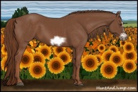Horse Color:Chestnut Sabino Splash Frame 