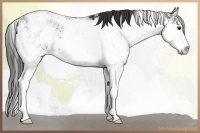 Horse Color:Black Sabino  and Black Sabino 