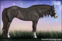 Horse Color:Liver Chestnut Sabino Rabicano