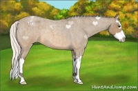 Horse Color:Silver Buckskin Roan Sabino Splash Appaloosa 