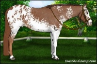 Horse Color:White Spotted Chestnut Varnish 
