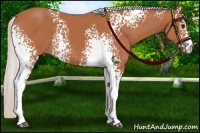 Horse Color:White Spotted Silver Bay 