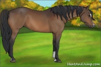 Horse Color:Bay Sabino 