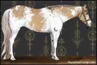 Horse Color:White Spotted Palomino 