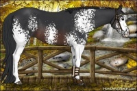 Horse Color:White Spotted Brown 