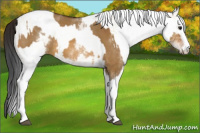 Horse Color:White Spotted Bay Dun Sabino Rabicano  and Gray White Spotted Bay Dun Sabino Rabicano 
