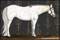 Horse Color:Palomino Dun Splash Near Leopard Rabicano 