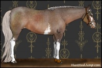 Horse Color:White Spotted Silver Brown Appaloosa 