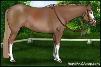 Horse Color:White Spotted Chestnut Rabicano