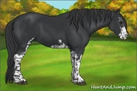 Horse Color:Black Sabino  and Black Sabino 
