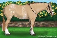 Horse Color:White Spotted Red Dun Sabino Rabicano and White Spotted Red Dun Sabino Splash Rabicano