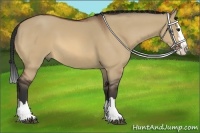 Horse Color:Bay Dun Sabino Splash