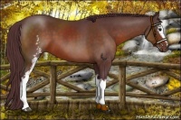 Horse Color:White Spotted Chocolate Brown 