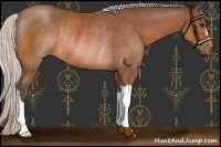 Horse Color:Silver Bay Rabicano