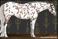 Horse Color:Silver Brown Sabino Splash Appaloosa 