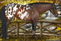 Horse Color:Bay Appaloosa 