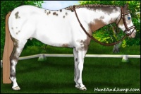Horse Color:Liver Chestnut Sabino Frame Appaloosa 