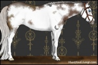 Horse Color:Silver Brown Sabino Splash Frame 