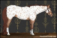 Horse Color:Chocolate Amber Champagne Appaloosa 