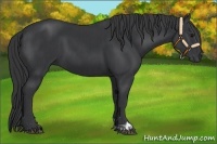 Horse Color:Black  and Black 