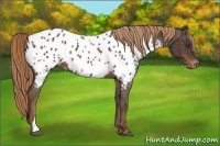 Horse Color:Liver Chestnut Near Leopard 