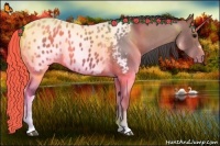 Horse Color:Grullo Appaloosa 