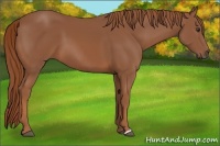 Horse Color:Chestnut 