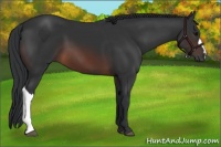 Horse Color:Brown 