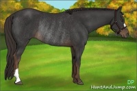 Horse Color:Liver Chestnut Rabicano 