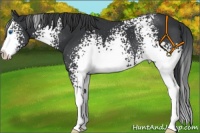 Horse Color:White Spotted Black Splash 