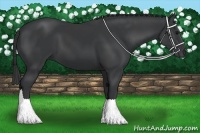 Horse Color:Black and Black