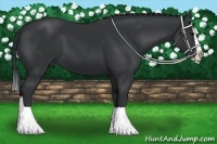 Horse Color:Black Splash
