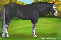 Horse Color:Black and Black Splash