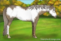 Horse Color:Chocolate Palomino Frame 