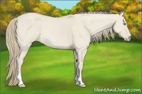 Horse Color:Smoky Creme Dun 