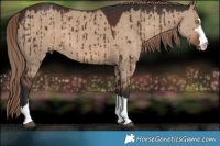 Horse Color:Liver Red Dun Brindle 
