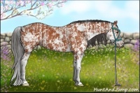 Horse Color:Bay Sabino and Bay Sabino Rabicano