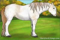 Horse Color:White Spotted Red Dun Rabicano  and White Spotted Red Dun Rabicano 