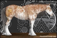 Horse Color:Bay Sabino and Bay Dun Sabino