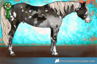 Horse Color:White Spotted Midnight Liver Chestnut Mushroom Sabino  and White Spotted Midnight Chocolate Palomino Pearl Mushroom Sabino 