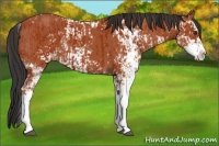 Horse Color:Bay Sabino  and Bay Sabino 